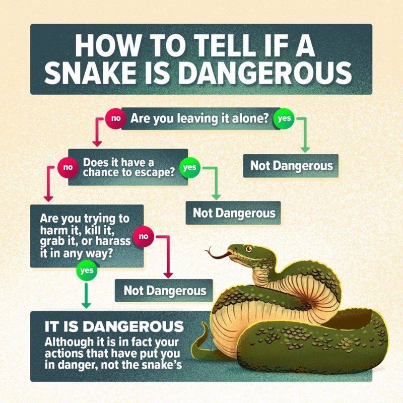 Snake-Safety