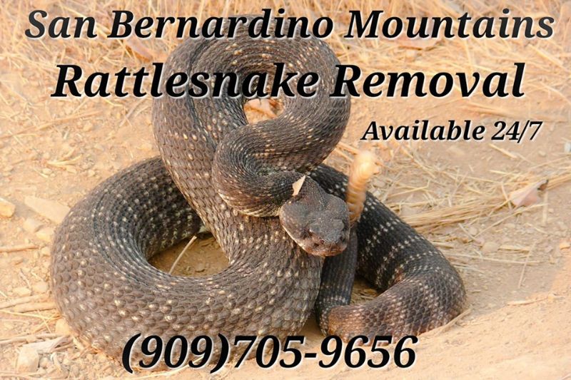 rattlesnake-removal